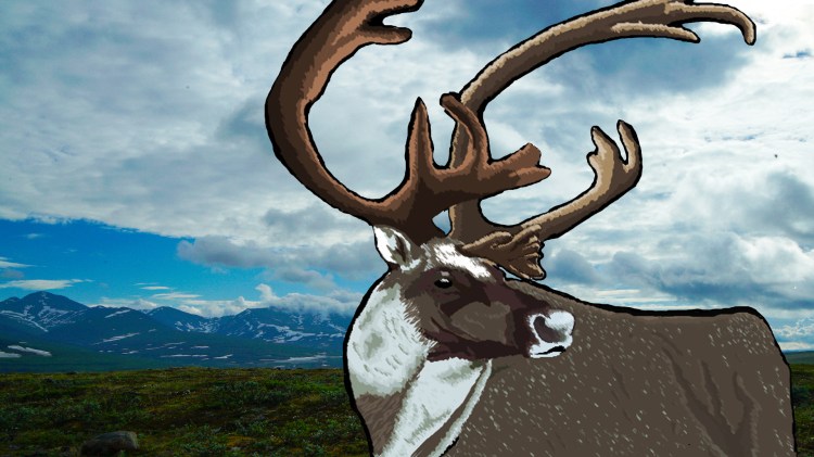 Caribou for prototype