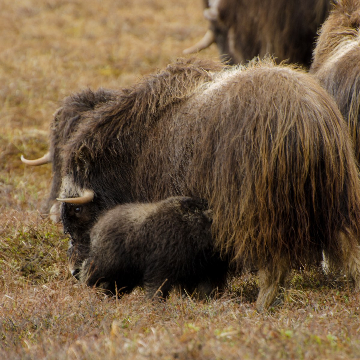 Social Media Content and Management for Bering Land Bridge National&nbsp;Preserve